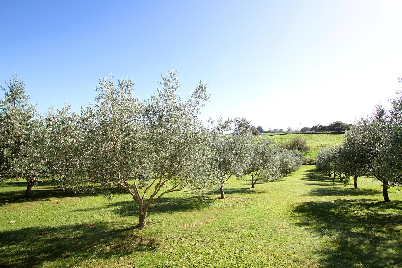 Ohaupo Olives Bed & Breakfast Exterior photo